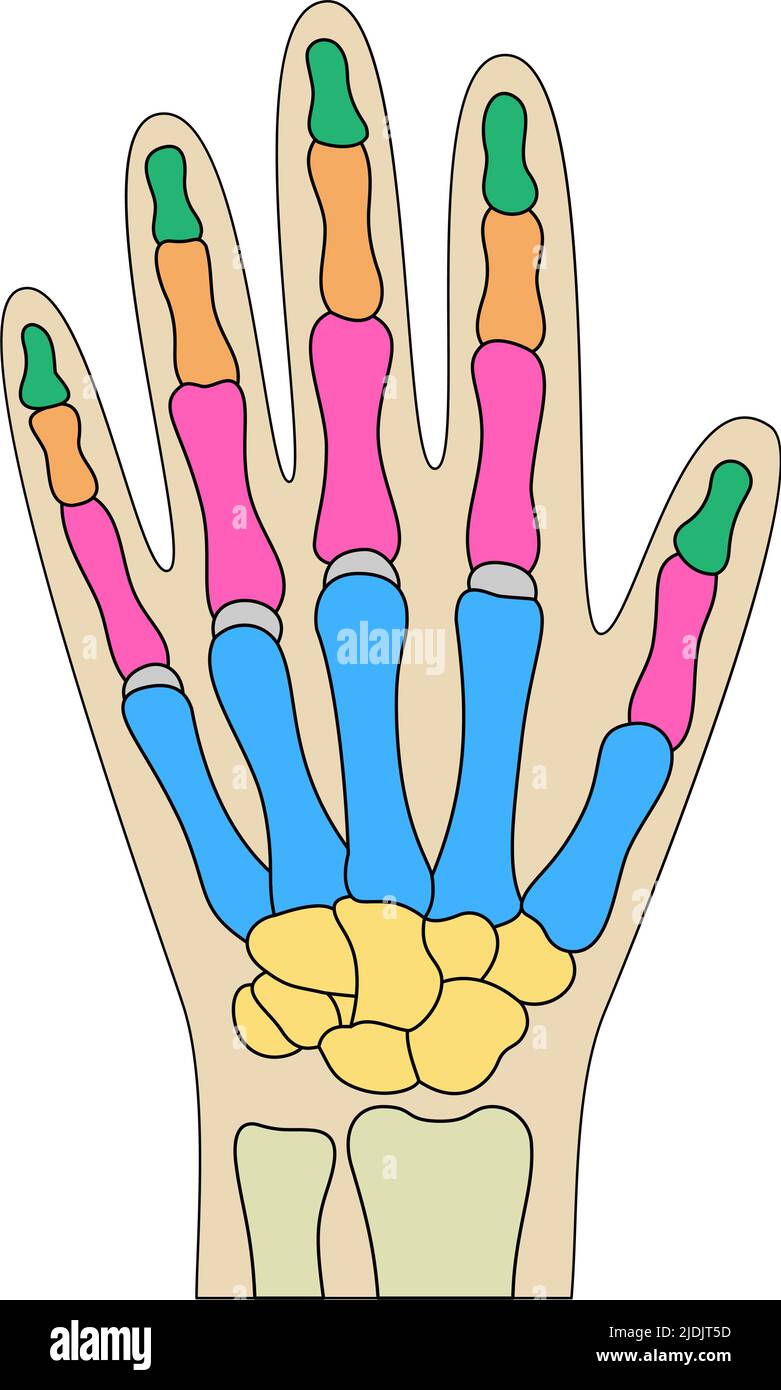 Anatomie der menschlichen Handknochen. Farbige Handteilestruktur. Vektorgrafik des menschlichen Handgelenks. Stock Vektor