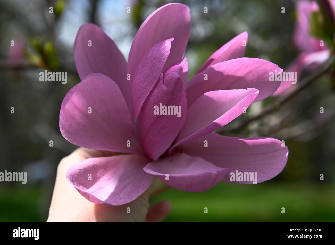 Magnolienblüte blüht im Hintergrund von verschwommen. Violette Blüten auf dem Magnolienbaum. Baumzweige mit einer großen duftenden Magnolienblüte an einem sonnigen Stockfoto