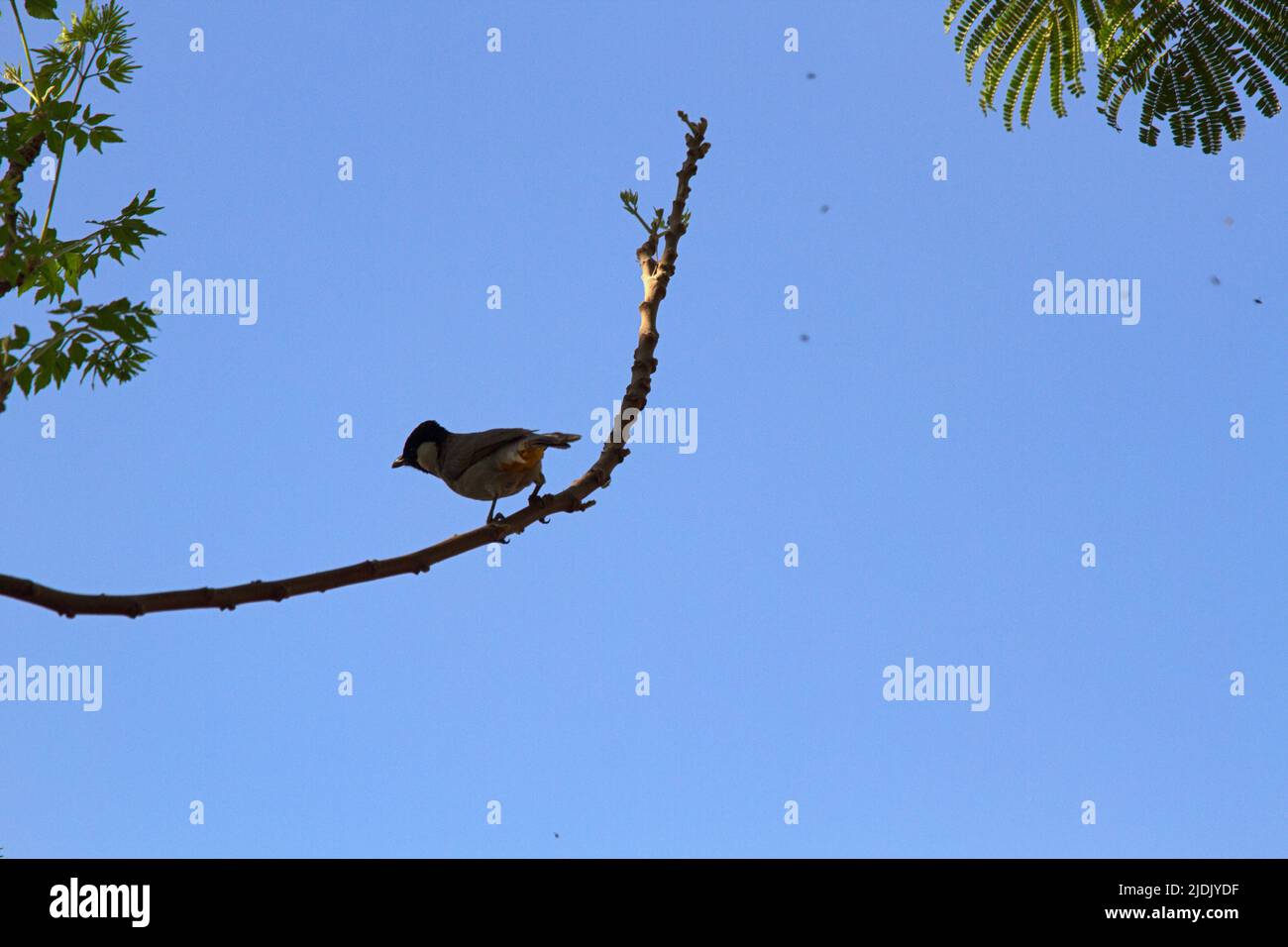 Indische Vögel. Weißohr-Bulbul (Pycnonotus leucotis leucotis subsp.). Westindien Stockfoto