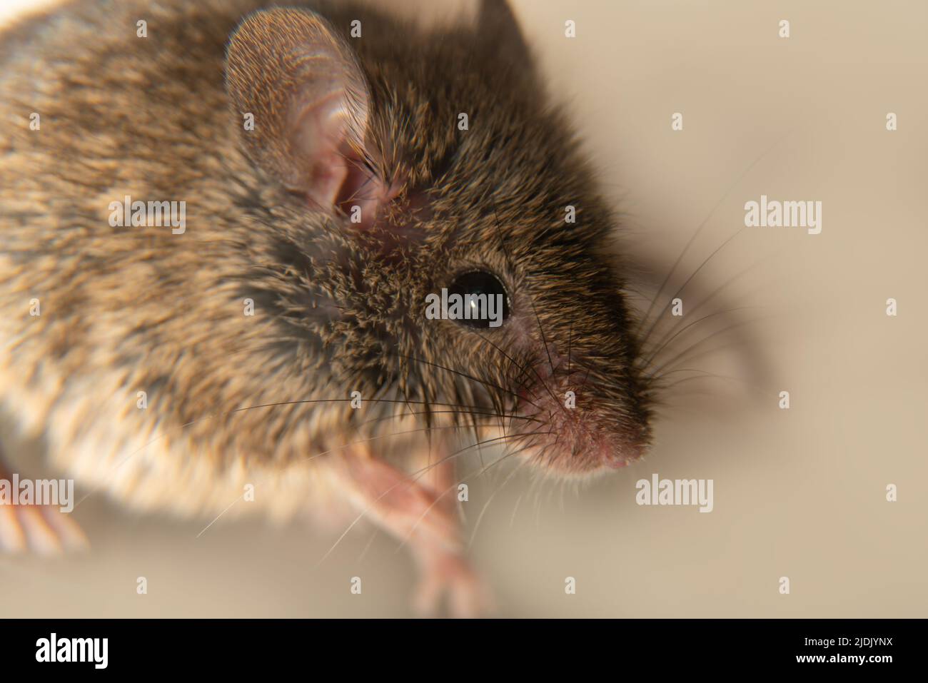 Schweizer (Haus-)Mäuse (Mus musculus) begleiten ständig den Menschen (Synanthropen) und Parasiten: Getreide in Lagerhäusern, Produkten essen. Es ist nicht möglich Stockfoto