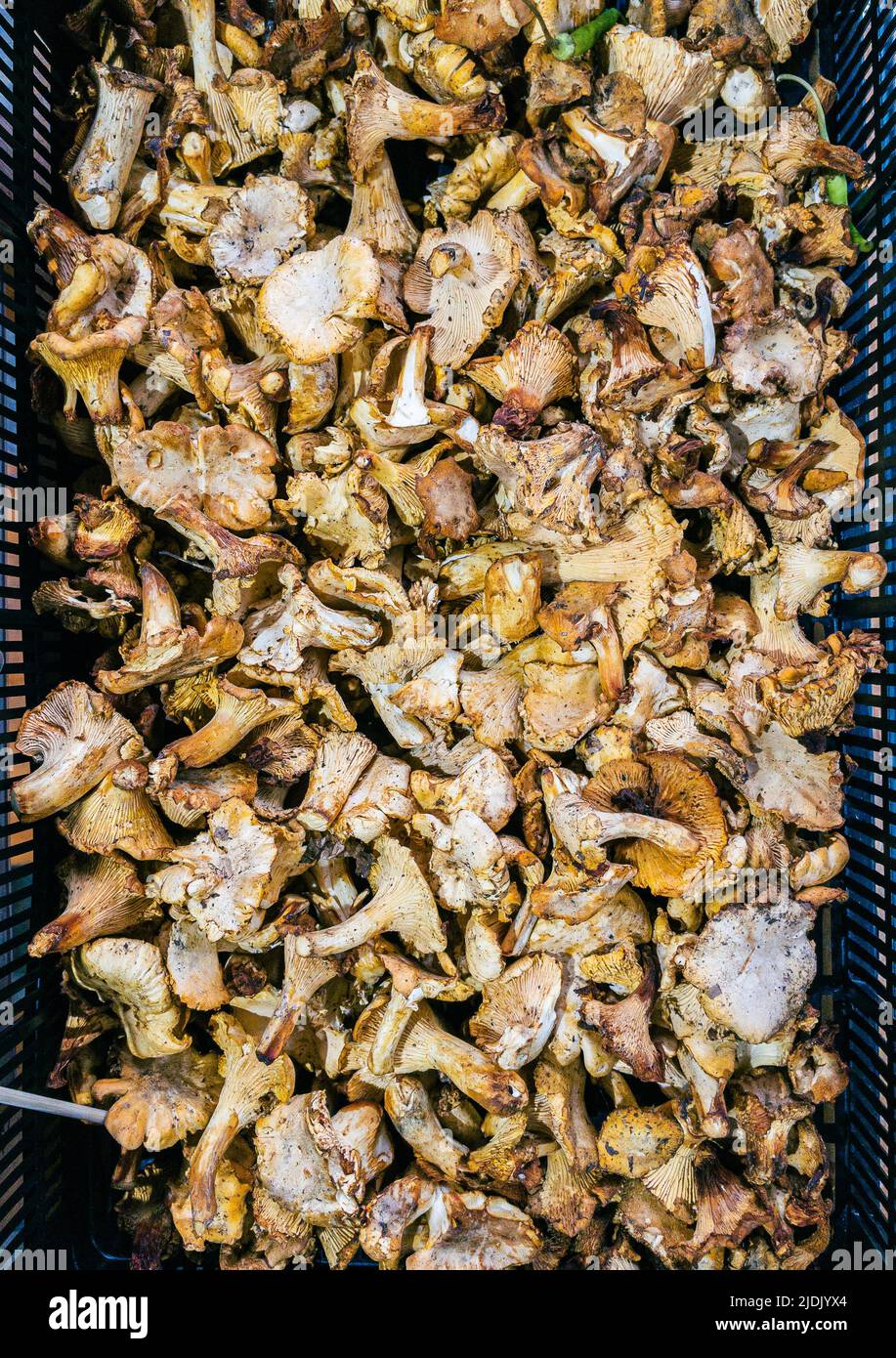 Pfifferlinge, auch bekannt als girolle, in einer Schachtel eines Marktes. Stockfoto