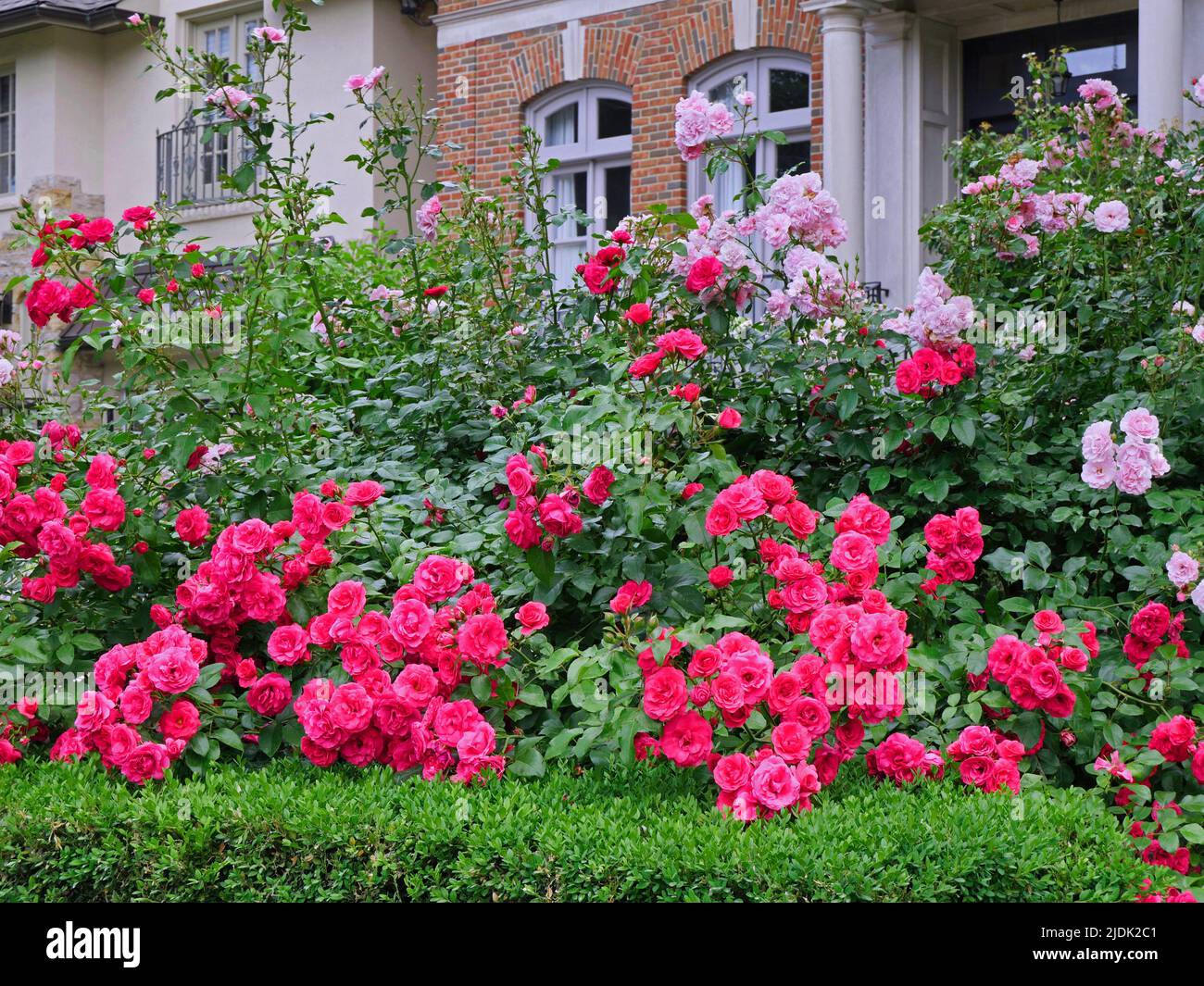 Hohe Strauchrosen als schöne Hecke für Privatsphäre verwendet Stockfoto