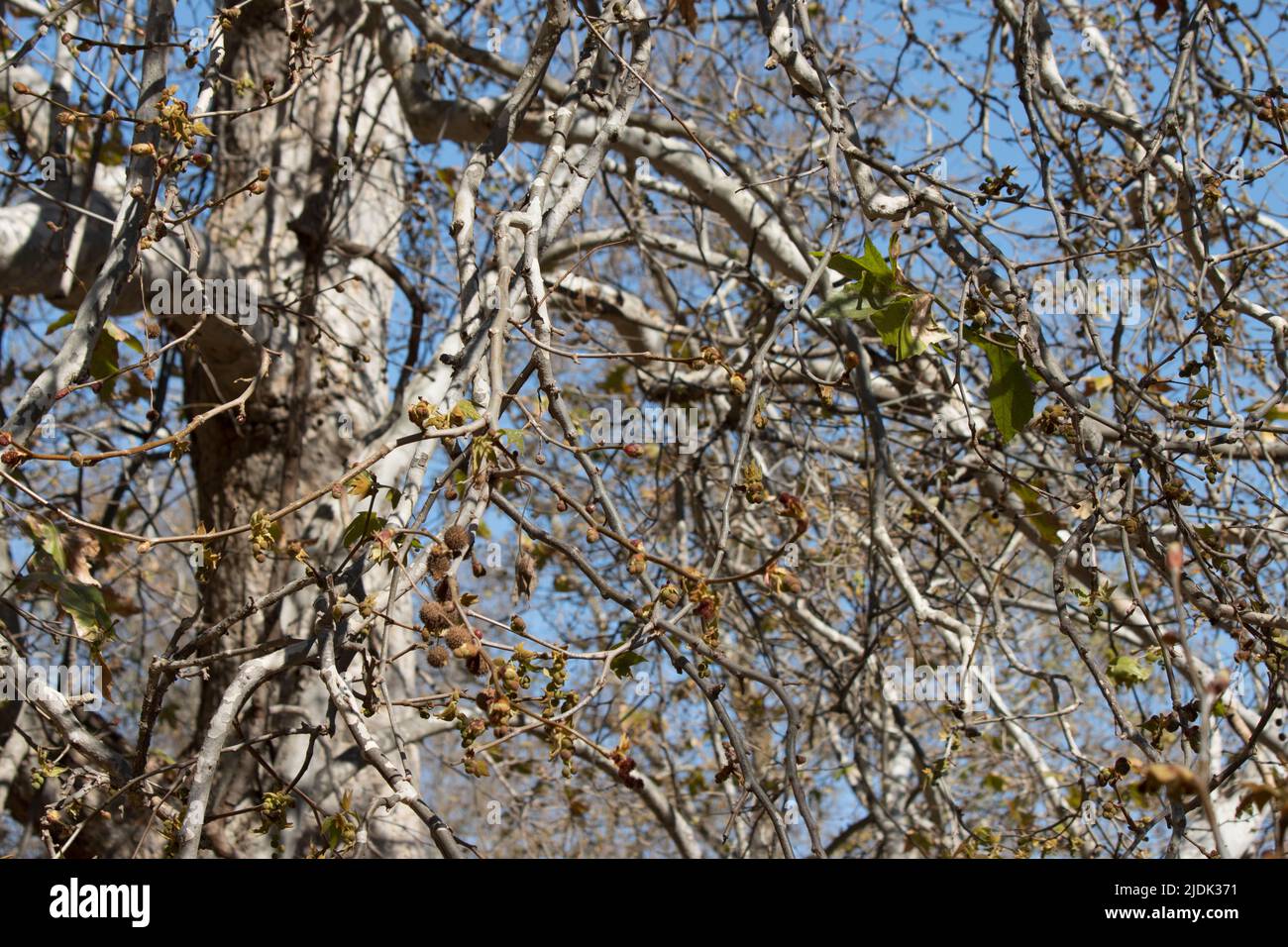 Wunderschön imposante Zweige des einheimischen Platanus Racemosa im küstennahen Lebensraum der Santa Monica Mountains. Stockfoto