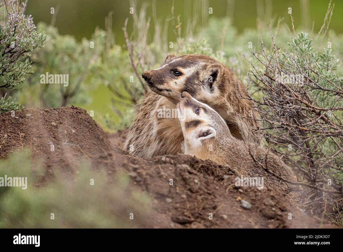 Dachs mit Baby Stockfoto