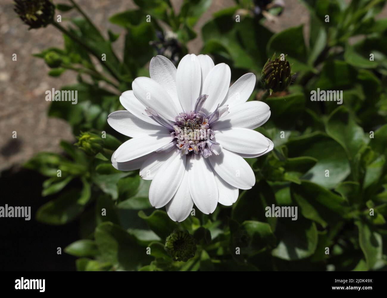 osteospermum ecklonis Beere weiß, Blume Stockfoto