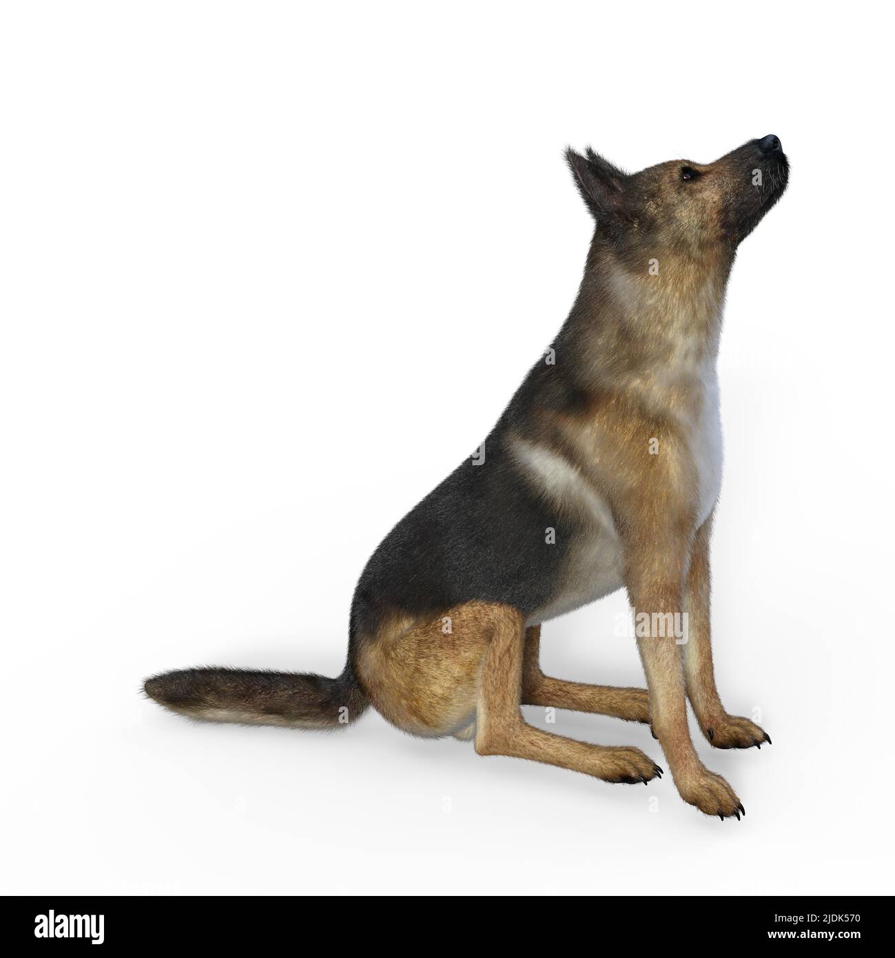 3D-Illustration eines isolierten deutschen Schäferhundes im Sitzen Stockfoto