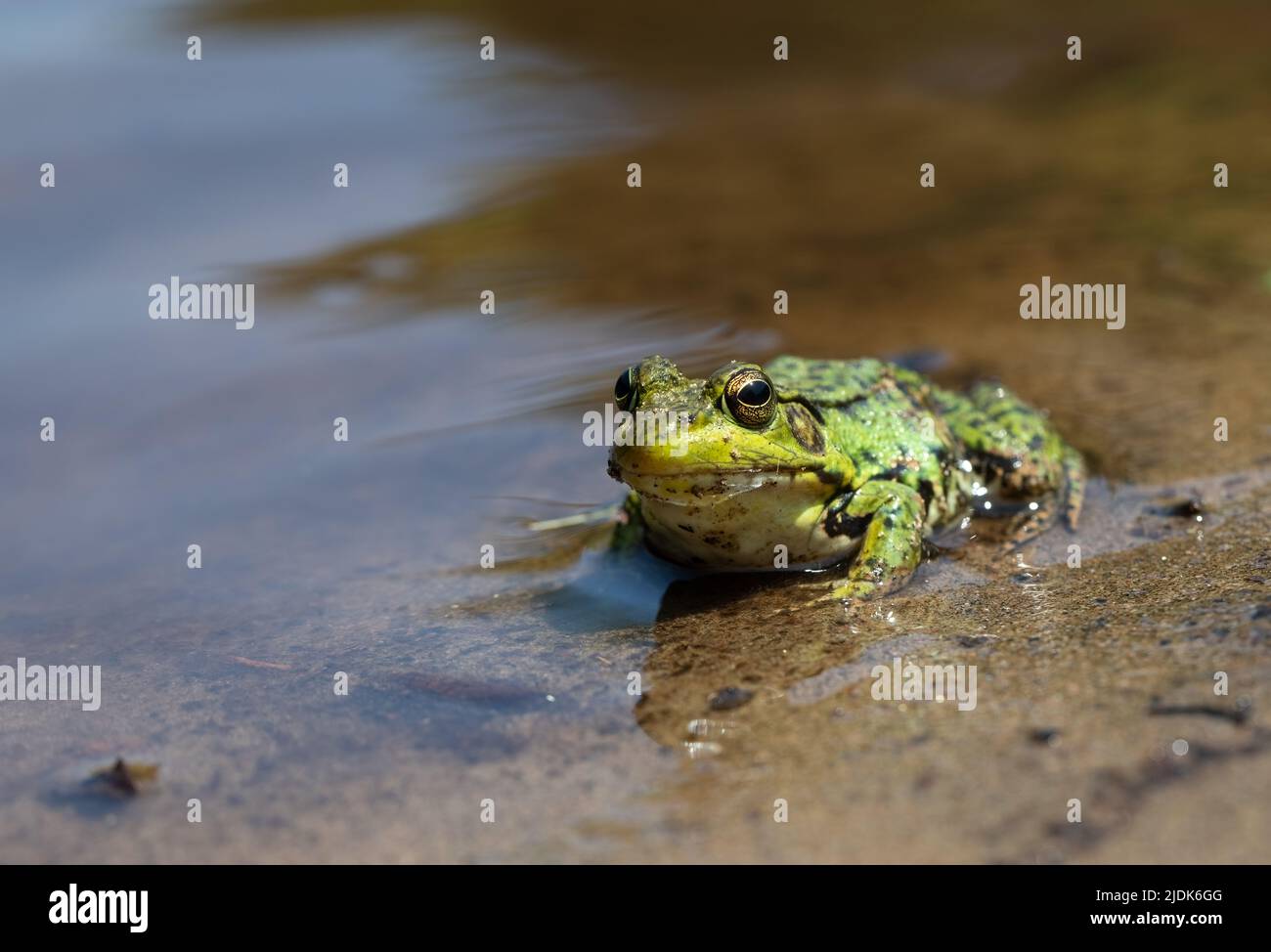 Ein grüner Frosch am Flussufer Stockfoto