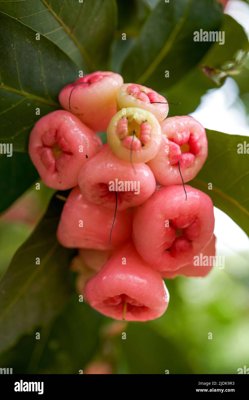 Ein Wachsapfel voller Früchte Stockfoto