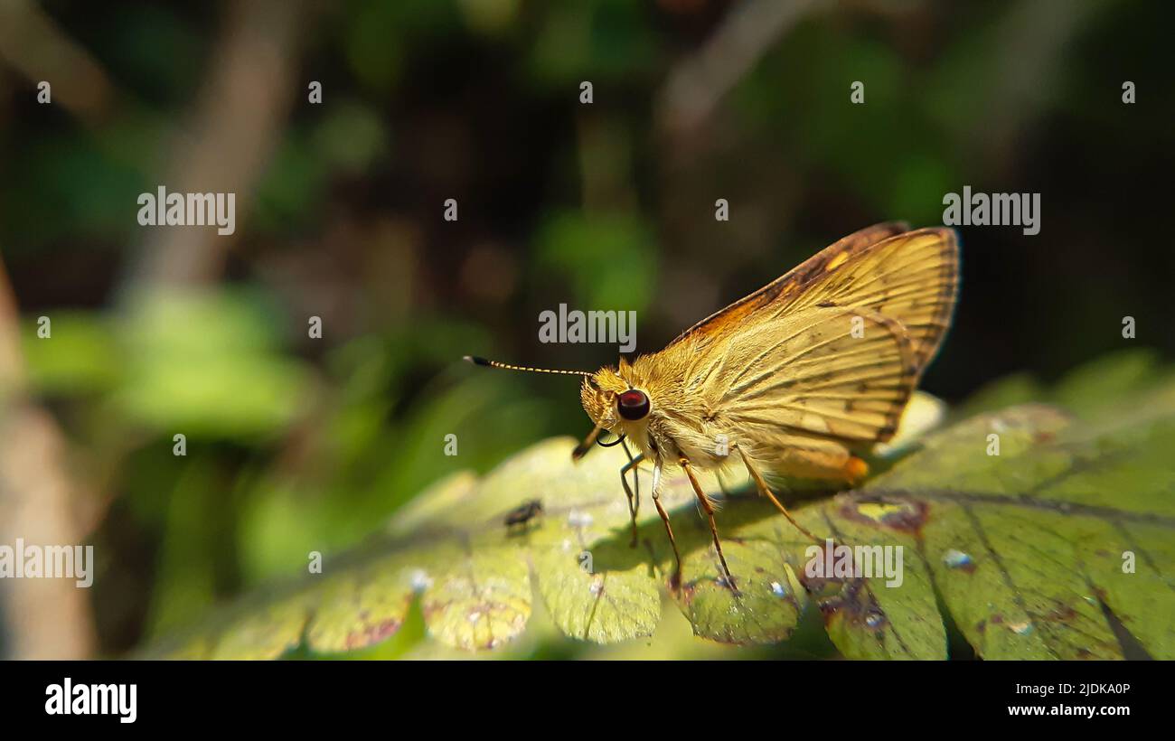 Schöner gelber Schmetterling, der auf grünen Blättern sitzt Potanthus omaha, allgemein bekannt als der kleine Pfeil, ist eine Art von Skipper-Schmetterlingen. Stockfoto