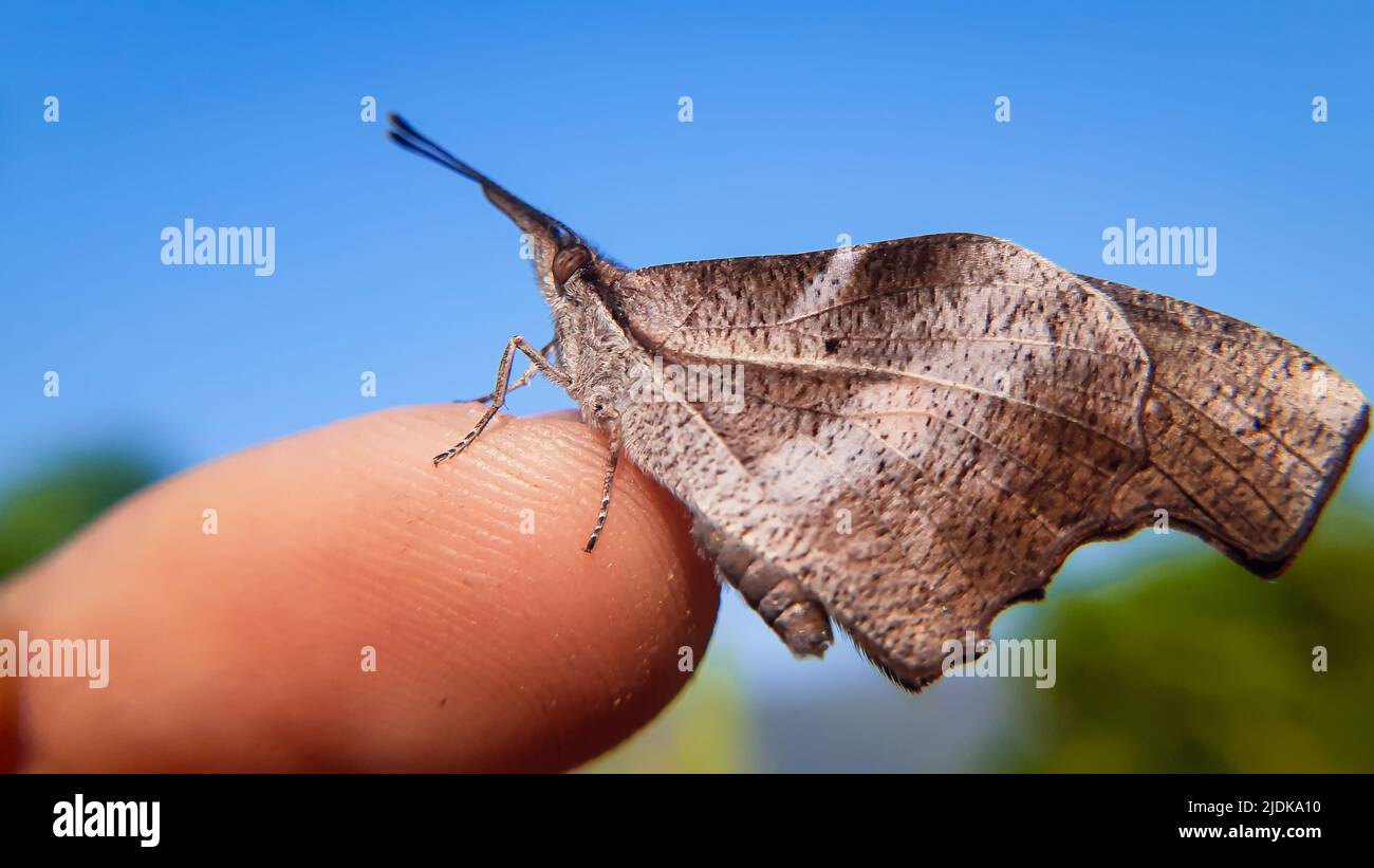 Schmetterlingsmakro am Finger Libythea myrrha, der Schlägerschnabel, ist ein in Indien gefundener Schmetterling, der zur Libytheinae-Gruppe gehört Stockfoto