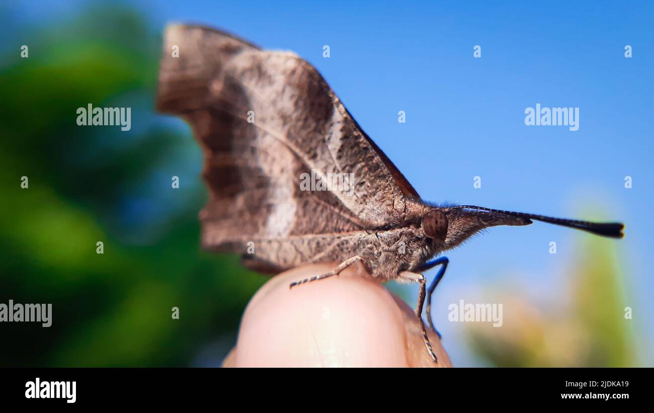 Makro-Nahaufnahme eines Schmetterlings auf einem Finger. Libythea myrrha, der Keulenschnabel, ist ein in Indien gefundener Schmetterling, der zur Libytheinae-Gruppe gehört Stockfoto