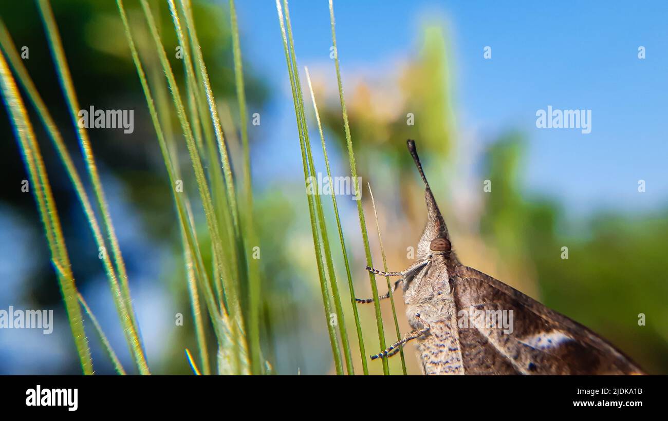 Schmetterling ruht auf grünem Blatt. Libythea myrrha, der Keulenschnabel, ist ein in Indien gefundener Schmetterling, der zur Libytheinae-Gruppe gehört Stockfoto