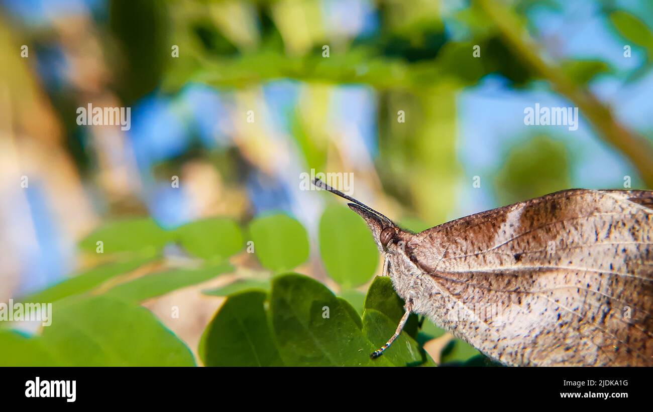 Schmetterlingsmakro auf grünem Blatt. Libythea myrrha, der Keulenschnabel, ist ein in Indien gefundener Schmetterling, der zur Libytheinae-Gruppe gehört Stockfoto