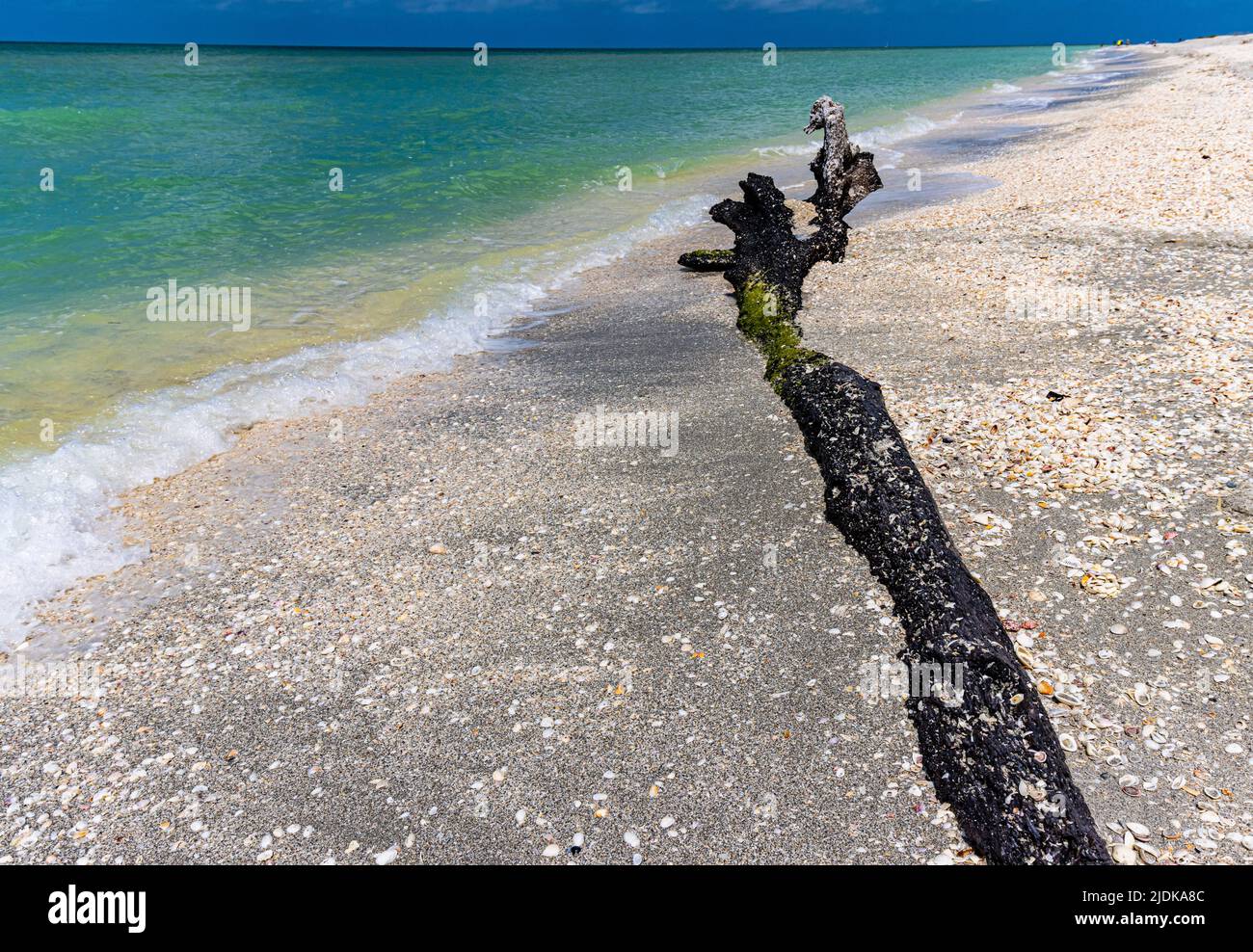 Muscheln und Treibholz am Bowmans Beach, Sanibel Island, Florida, USA Stockfoto