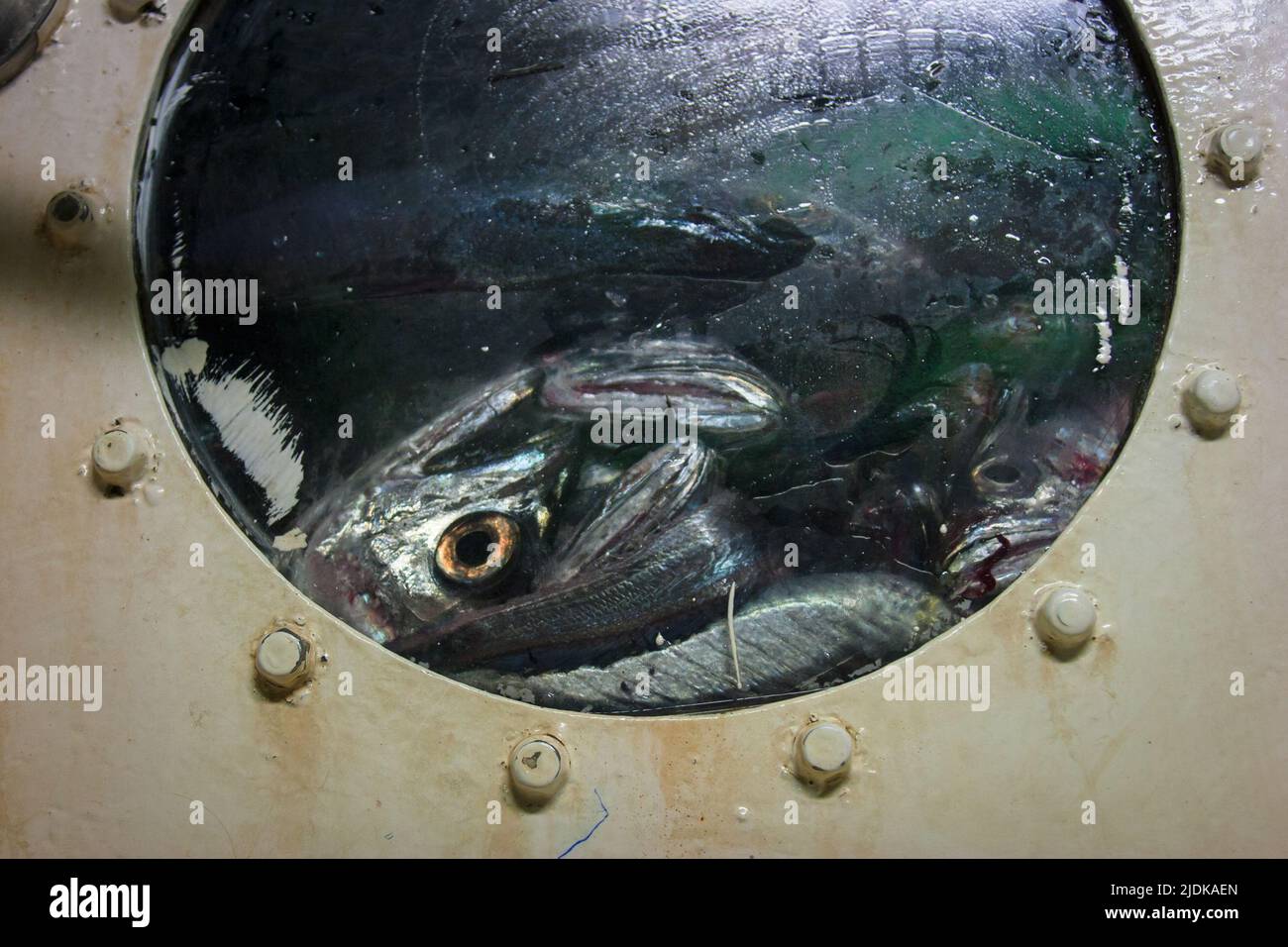 Ein Blick auf das Leben in Neuseeland: Kommerzieller Fischtrawler: Hoki im Fischpfund. Hoki (Macruronus novaezelandiae). Stockfoto