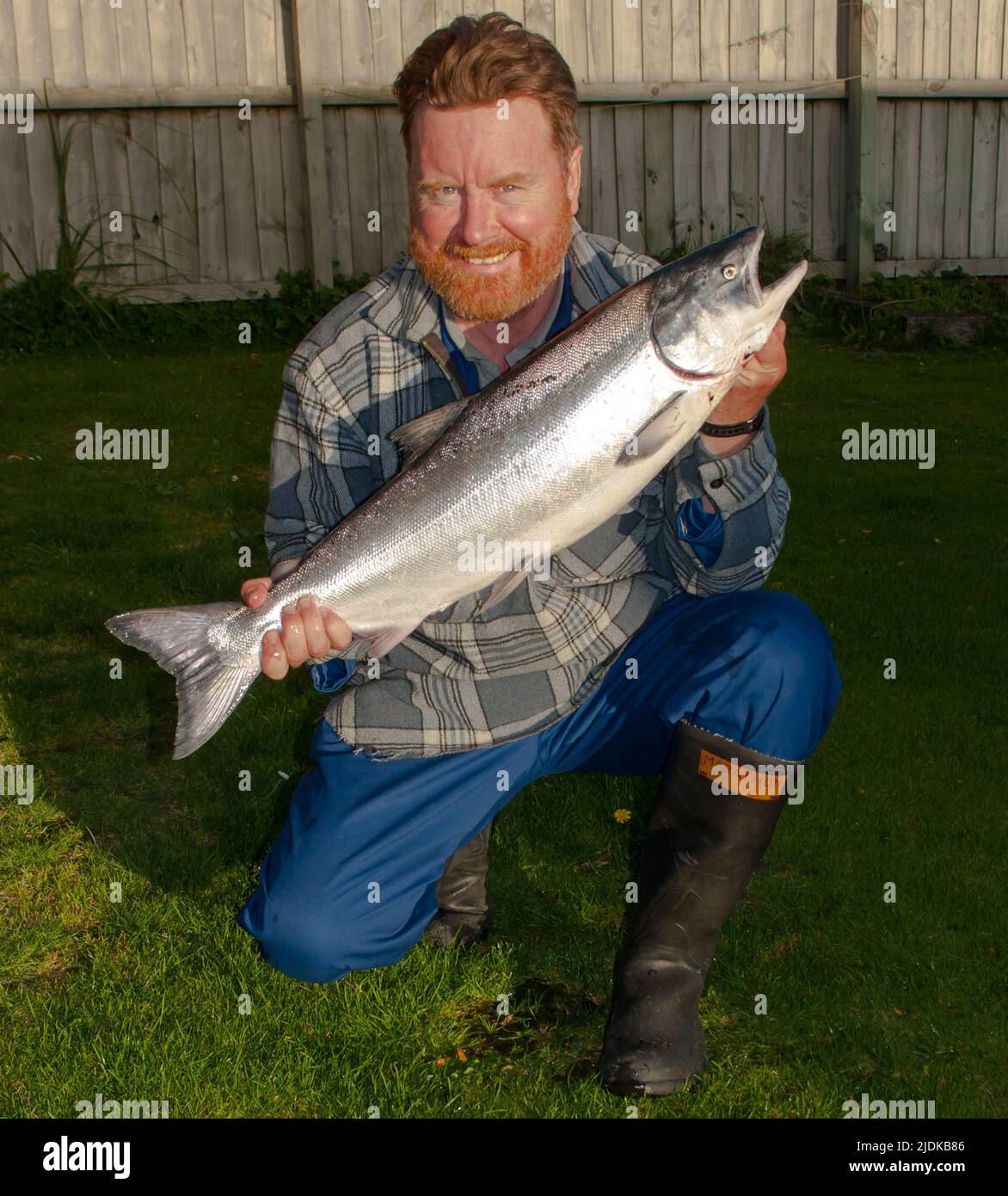 Ein Blick auf das Leben in Neuseeland. Frisch gefangener Wildlachs: Chinook: Königslachs. Gefangen auf einem Spinner, Freizeitfischen. Stockfoto