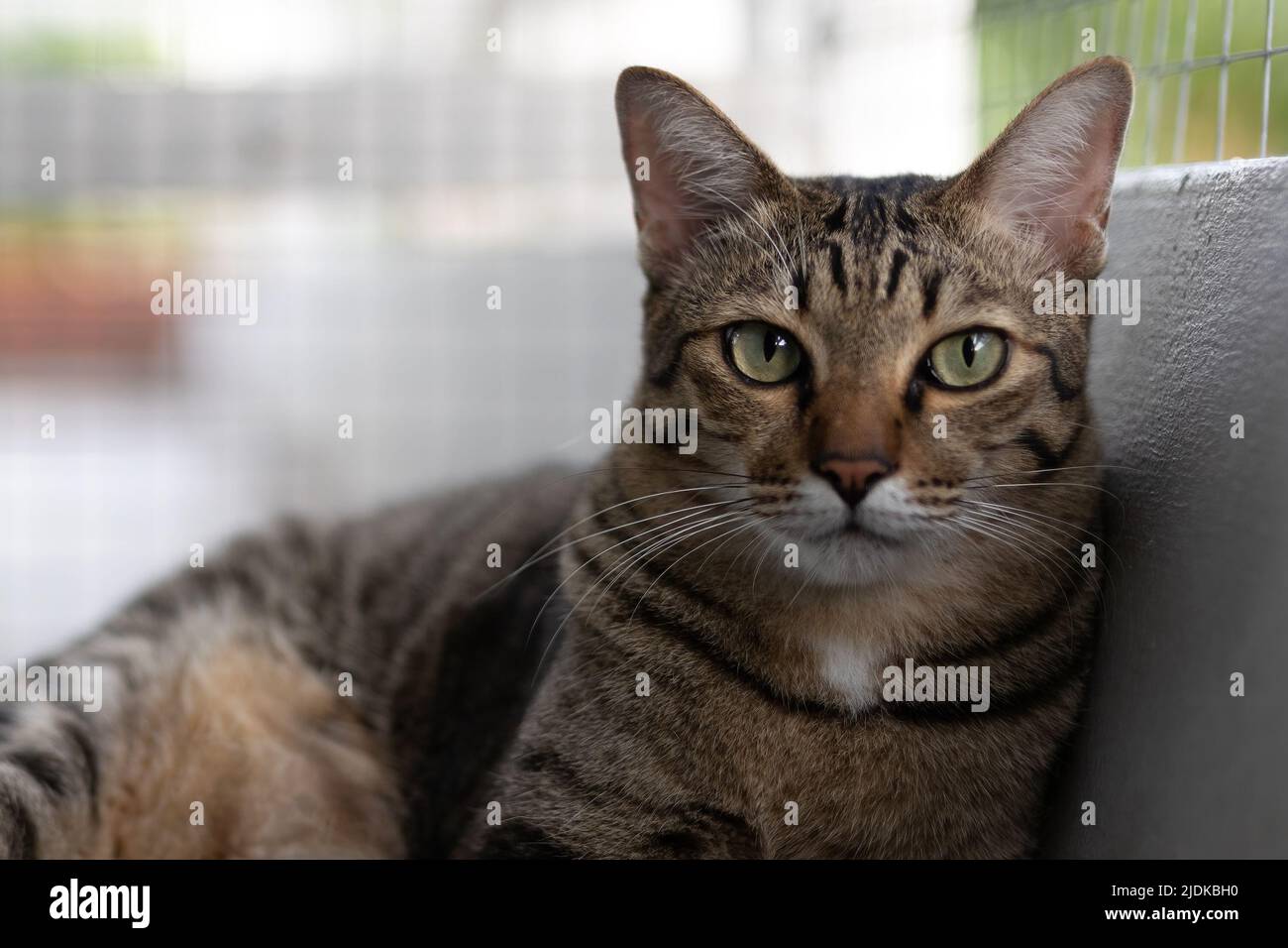 Close-up tabby Katze liegt in einem Korb isoliert auf dem Hintergrund. Stockfoto