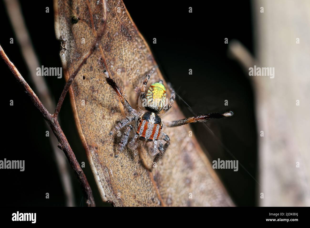 Männchen Maratus flavus in seinem Zuchtgefieder. Eine Pfauenspinne aus Südwestaustralien Stockfoto