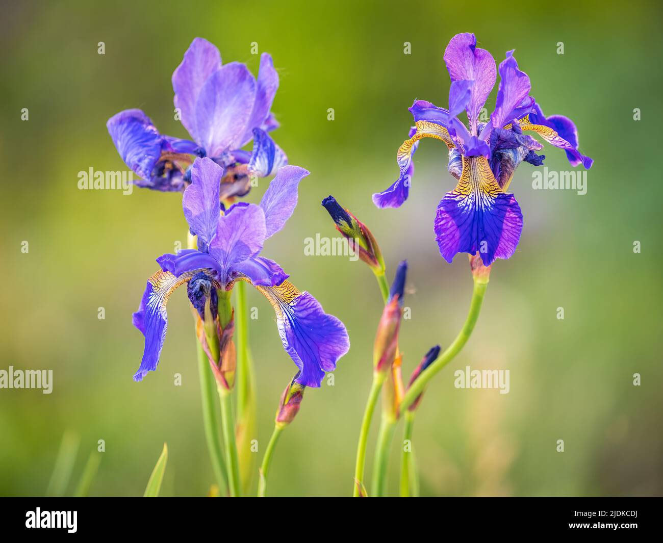 Schöne blaue Blüten der sibirischen Iris im Frühlingsgarten. Iris sibirica blüht auf der Wiese. Die Koloful Sibirische Iris eine mehrjährige Pflanze mit purpl Stockfoto