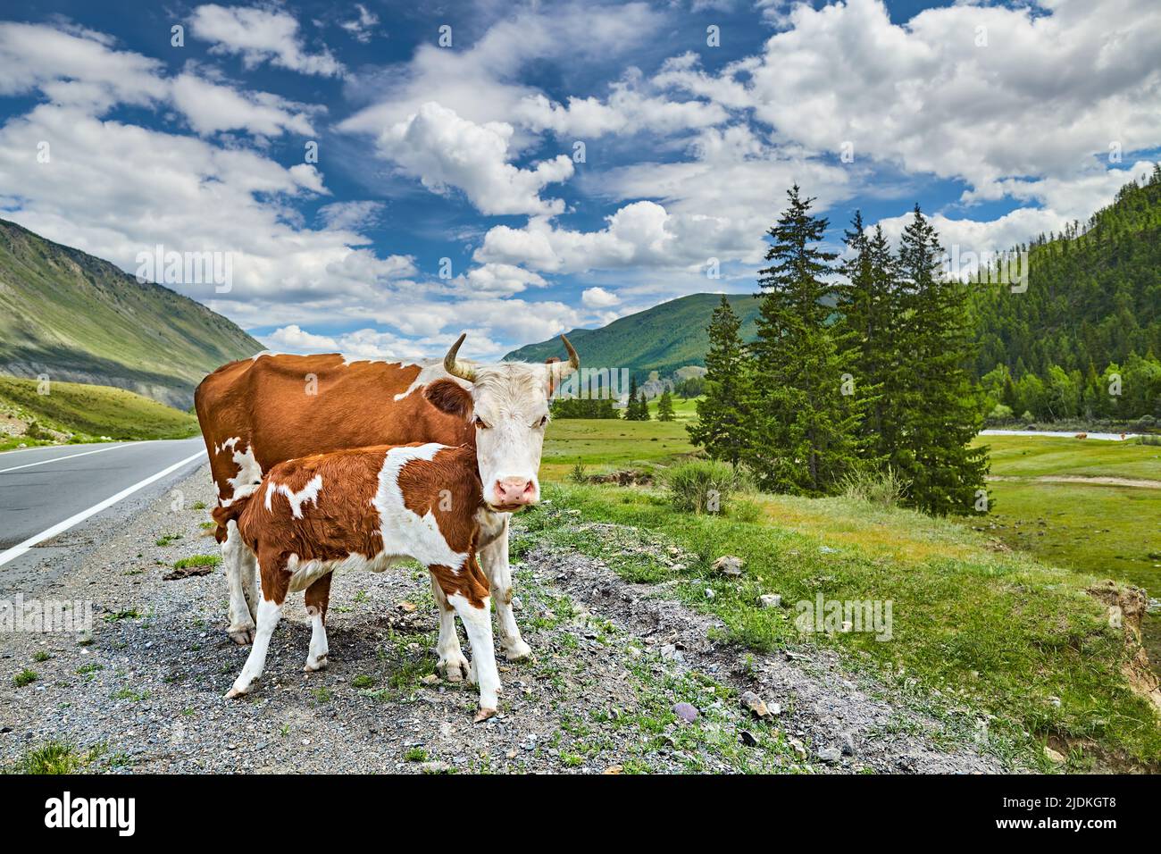 Mutter Kuh füttert ihr Kalb im wunderschönen Bergtal Stockfoto