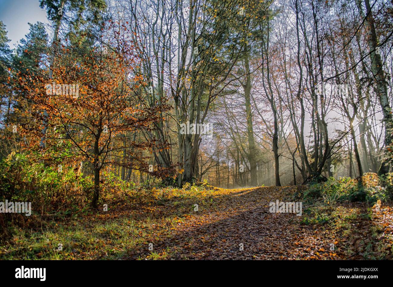 Malerischer Blick in den Wald mit Sonnenlicht über gefallenen Blättern Stockfoto