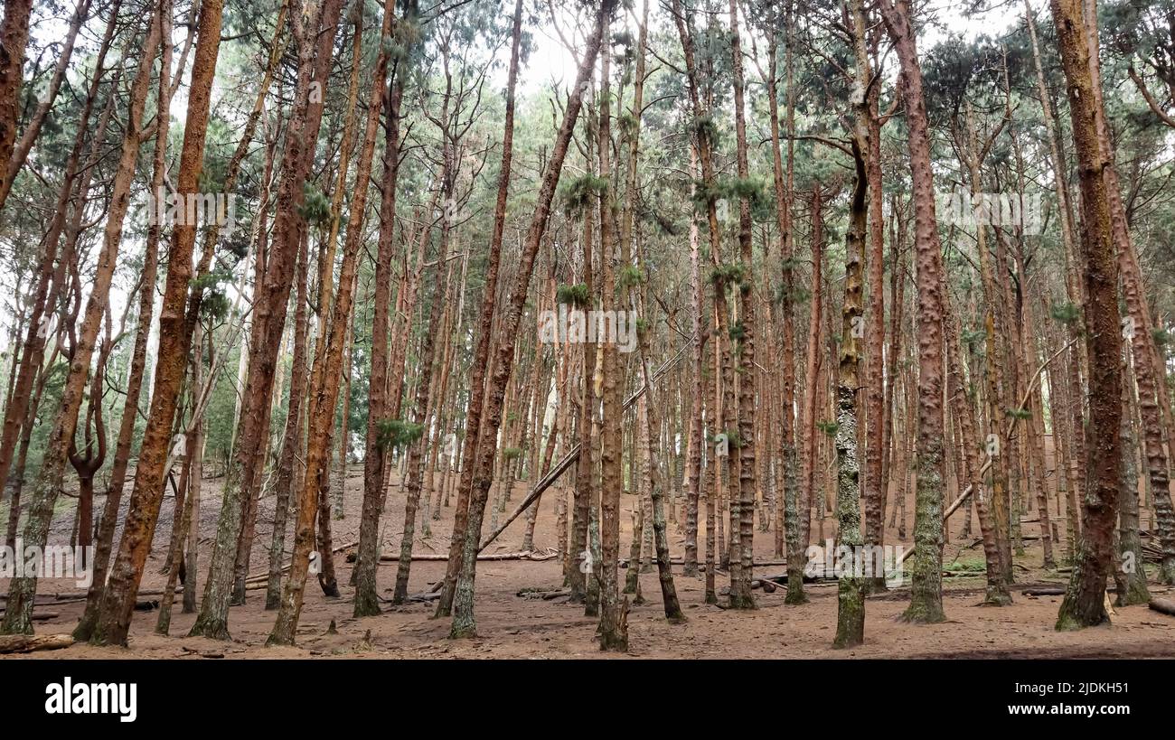 Kiefernwald bekannt für seine dramatischen hohen Kiefern, beliebt für Reiten, Wandern und Fotografie, in der Nähe von Kodaikanal, Tamilnadu, Indien. Stockfoto