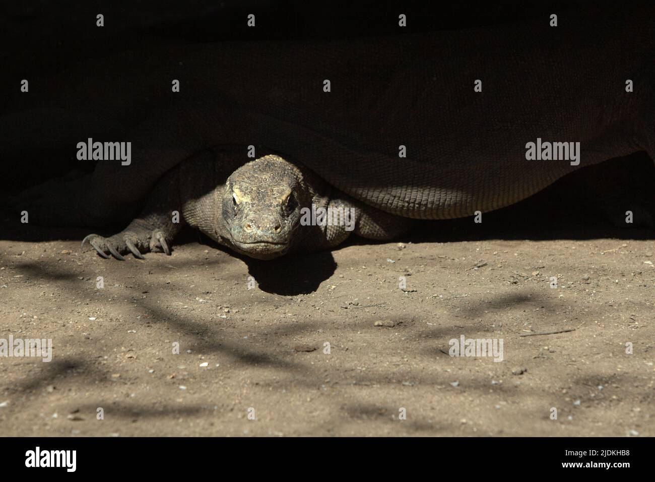 Komodo-Drachen (Varanus komodoensis), die sich unter einem Stelzengebäude auf der Rinca-Insel, einem Teil des Komodo-Nationalparks in West Manggarai, Ost-Nusa Tenggara, Indonesien, befinden. Komodo-Drachen sind auf den Inseln Komodo, Rinca, Nusa Kode und Gili Motang endemisch – laut dem Komodo-Überlebensprogramm befinden sich alle im Komodo-Nationalpark. Etwa 2.450 komodo-Drachenindividuen sind im Komodo-Nationalpark unterwegs, wobei Rinca Island zwischen 1.100 und 1.500 Individuen – die größte Unterbevölkerung – nach Angaben von 2021 ernähren kann. Stockfoto