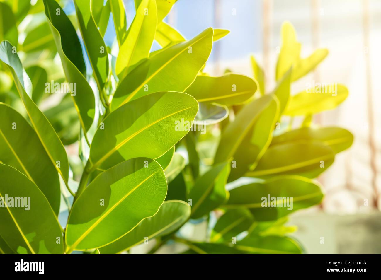 Pflanze Baum Blatt im Freien Sonnenlicht photosynthetische Blätter produzieren grün Chlorophyll Wissenschaft der Natur. Stockfoto
