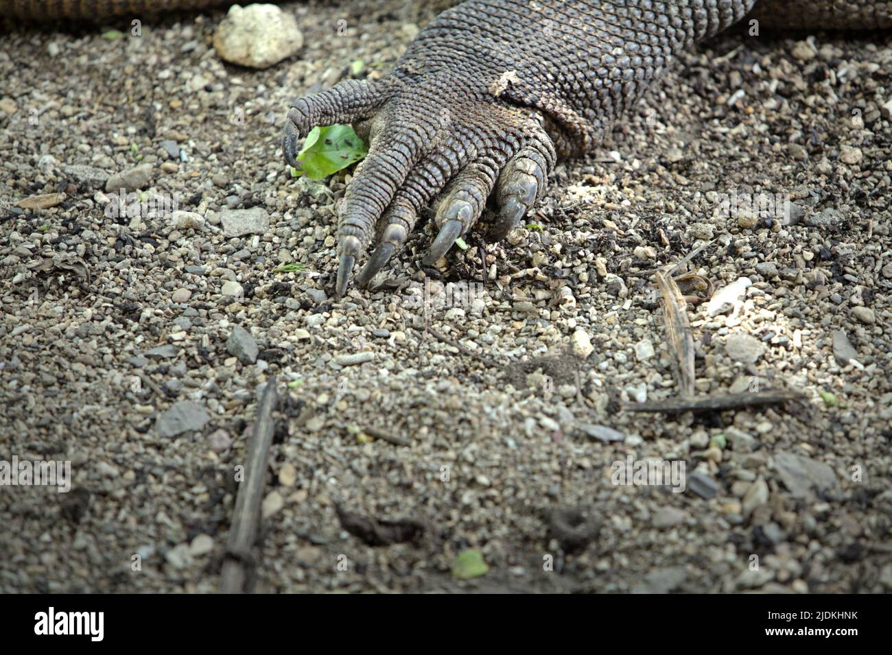 Krallen eines komodo-Drachen (Varanus komodoensis), der auf sandiger Landschaft auf Komodo Island ruht, einem Teil des Komodo-Nationalparks in West Manggarai, Ost-Nusa Tenggara, Indonesien. Der Lebensraum der Komodo-Drachen ist tropischer Wald, Laub-Monsunwald, Mangrovenwald und Savanne bis zu einer Höhe von 800 Metern über dem Meeresspiegel. Der komodo-Drache wird jedoch häufiger in Tiefebenen gefunden, die von Savannenhügeln umgeben sind, so das Komodo-Überlebensprogramm. Stockfoto