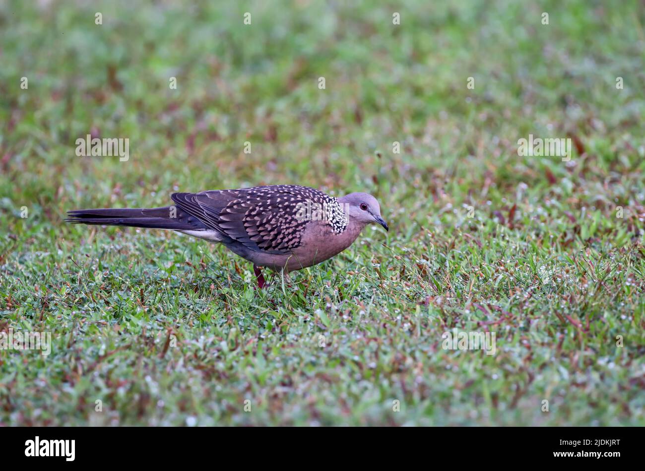 Der gefleckte Taube ist ein klein und etwas Long-tailed Pigeon, dass es einen gemeinsamen Wohnsitz Zucht Vogel in seiner nativen Bereich auf dem indischen Subkontinent Stockfoto