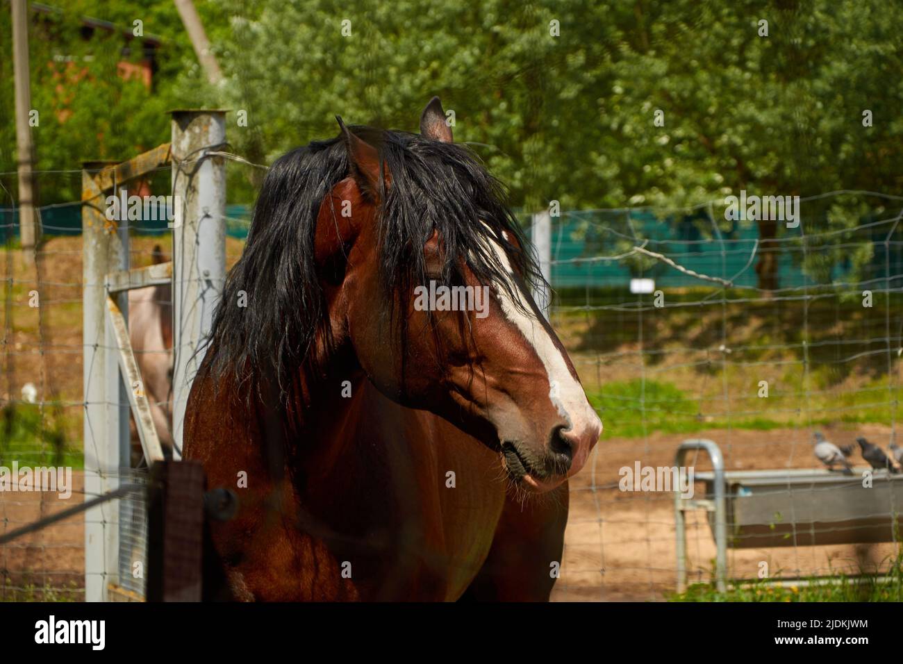 Vladimir schweres Pferd. Nahaufnahme eines Pferdes Stockfoto