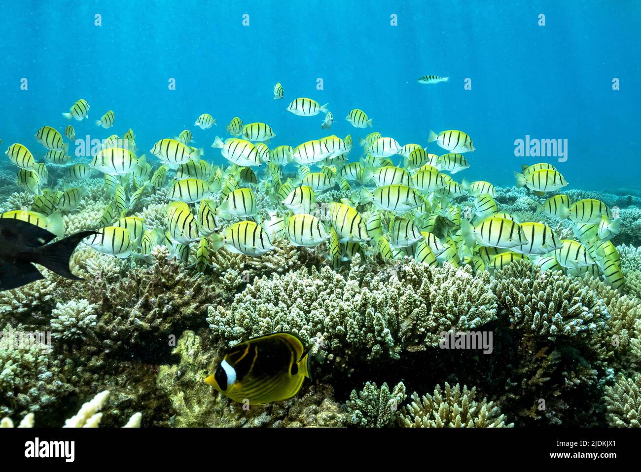 Leben auf dem Riff der Mayotte Lagune Indischer Ozean Stockfoto