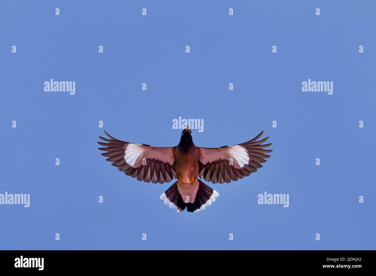 Tropische Vögel der Lagune von Mayotte Stockfoto