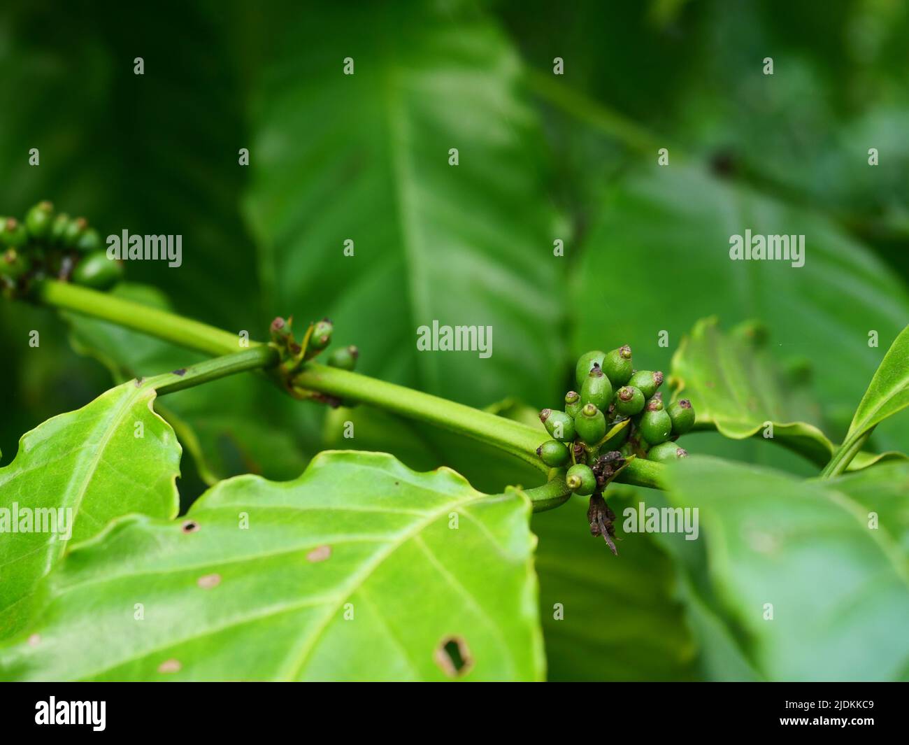 Rohe und reife grüne Kaffeekirschbohnen auf einer Baumplantage in Thailand Stockfoto
