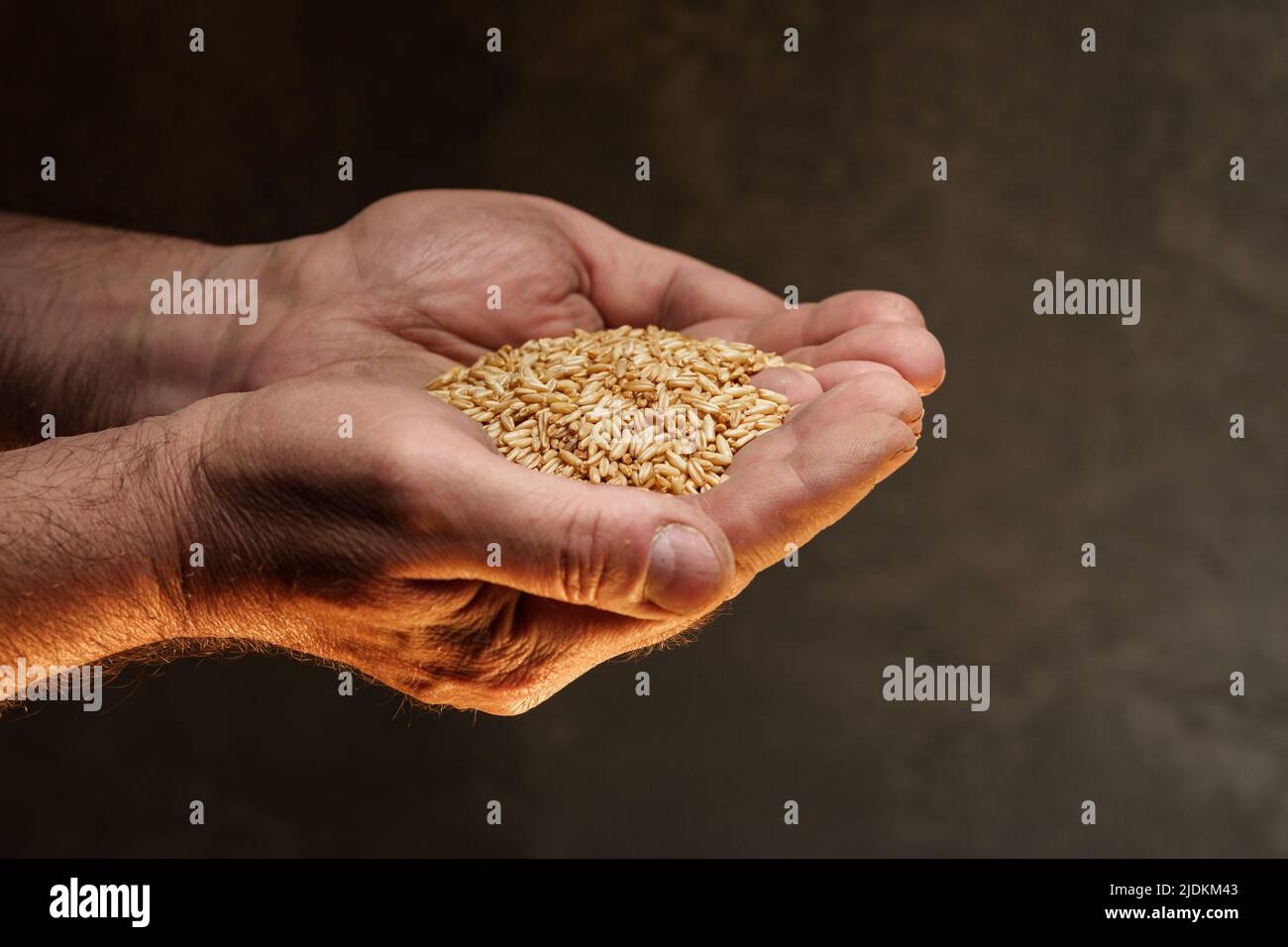 Nahaufnahme der männlichen Hände, die eine kleine Menge Weizenkerne halten. Mangel an Nahrung und Hunger-Konzept Stockfoto