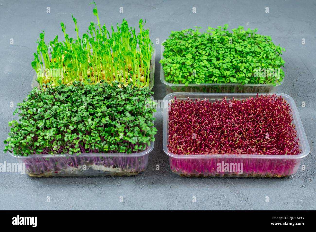 Frische Bio-Microgreens in einem Kunststoffbehälter auf grauem Hintergrund. Micro Greens. Veganes und gesundes Lebensmittelkonzept. Stockfoto