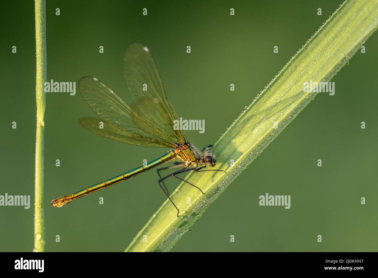 Gebänderte Demoiselle - Calopteryx Splendens Stockfoto
