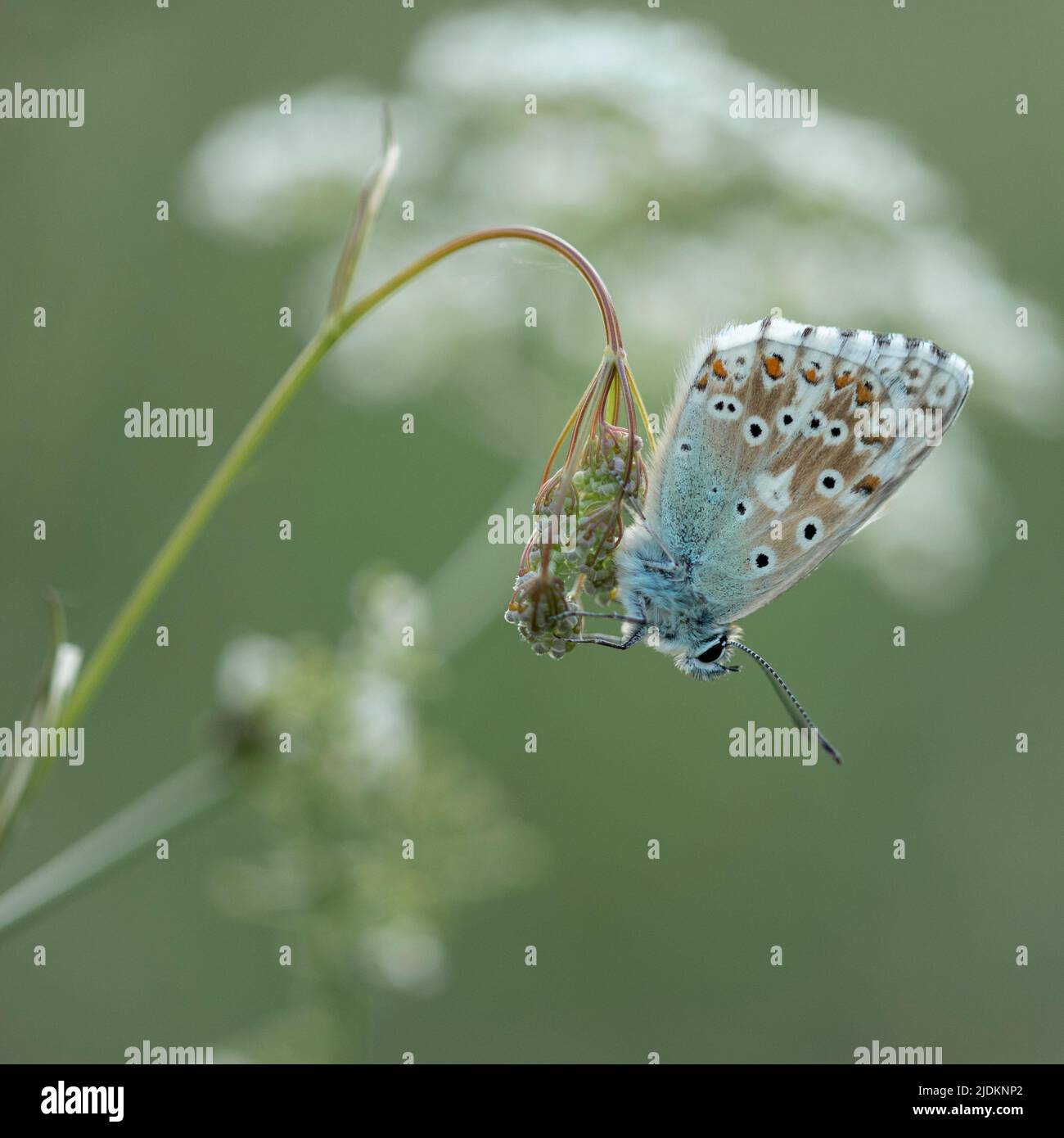 Adonis Blue Butterfly - Polyommatus bellargus Stockfoto