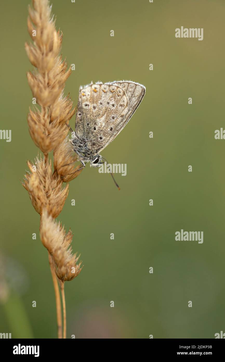 Chalkhill Blue Roosting Stockfoto