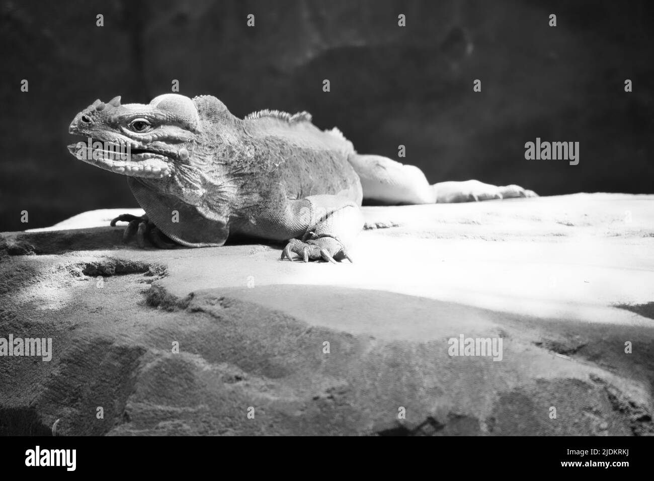 Große Leguan in schwarz und weiß auf einem Stein liegend. Dorniger Kamm und schuppige Haut. Tierfoto eines Reptils Stockfoto