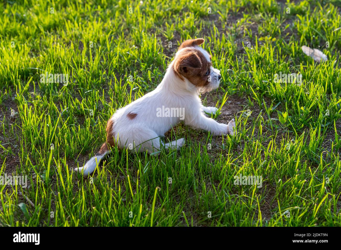 Liebenswert junge Jack Russell Terrier Welpen auf Gras in einer Seitenansicht sitzend Blick alertly voraus mit spitzen Ohren Stockfoto