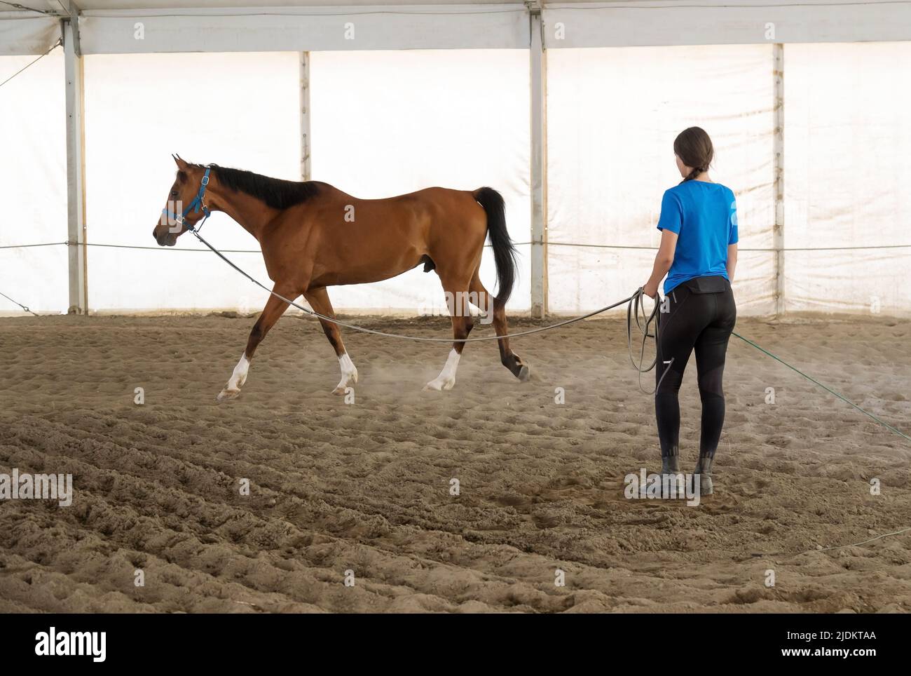 Die junge Frau übt ihr Pferd in einer überdachten Arena an einer Bleibrette und setzt es auf Herz und Nieren, während es sich um die Runden zieht Stockfoto