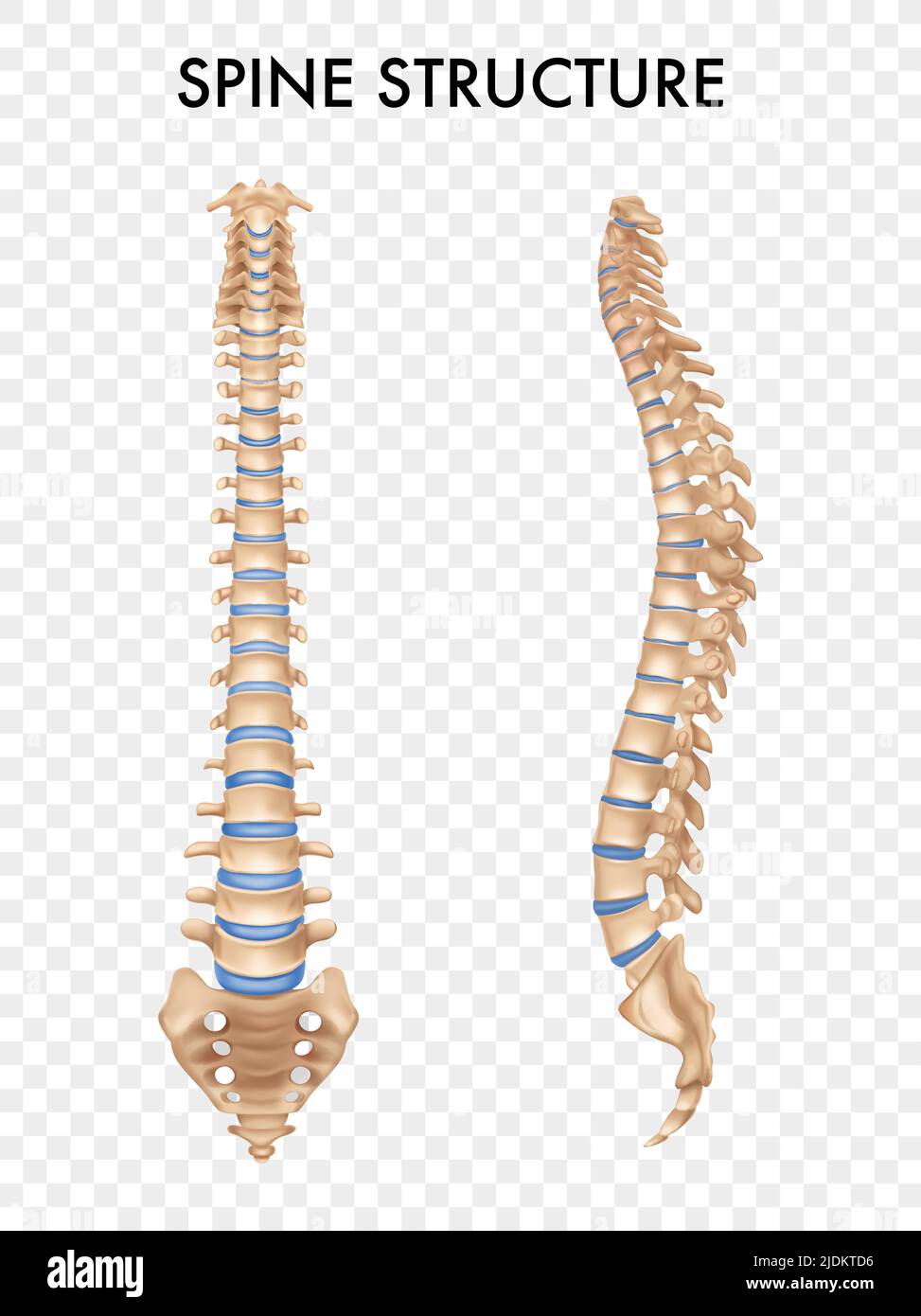 Ordnerrücken Sticker Anatomie Wirbelsäule – Menschliches Skelett Beim Laufen, 6 Stück Für Breite Ordner