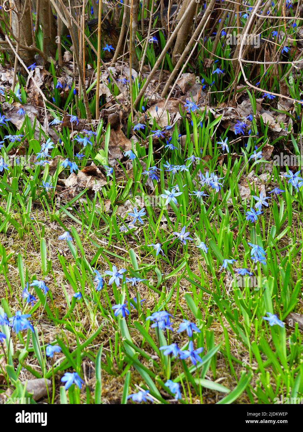 Scilla siberica Stockfoto