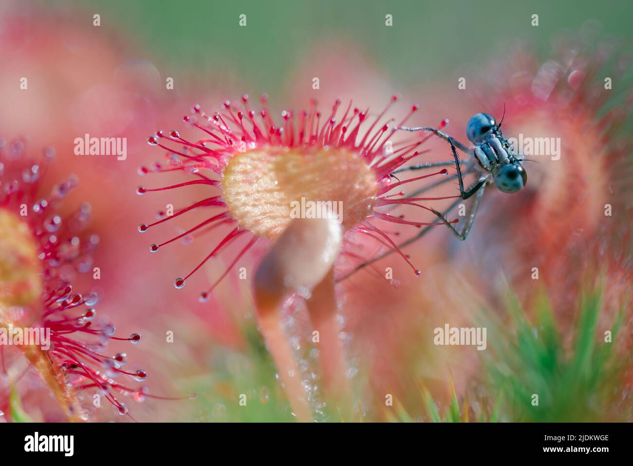 Das Mädchen wurde in einer fleischfressenden Pflanze namens Sonnentauen gefangen Stockfoto