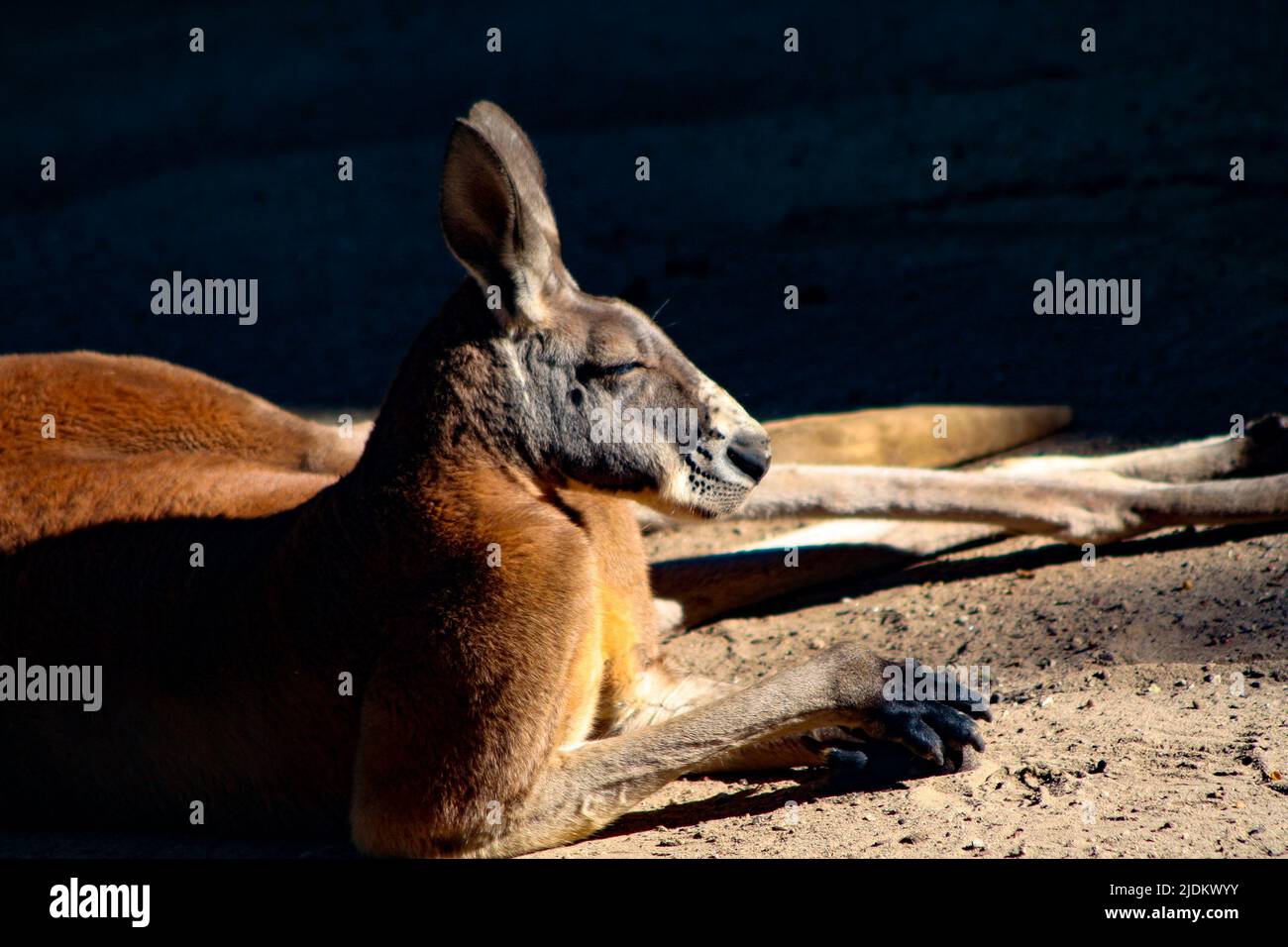 Gewachsenes Känguru, das sich in der Sonne entspannt Stockfoto