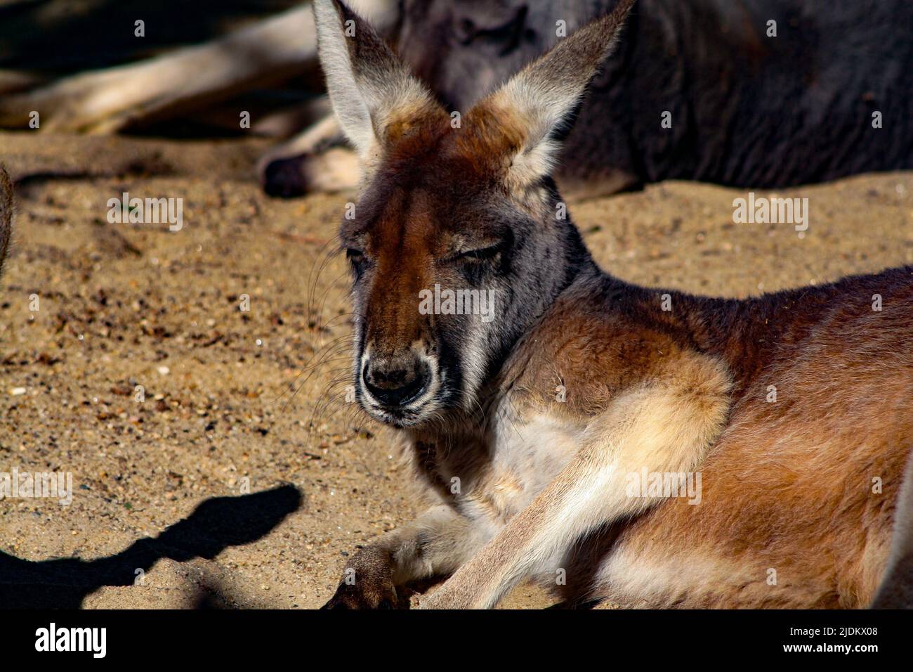 Känguru bei Sonnenschein entspannen Stockfoto