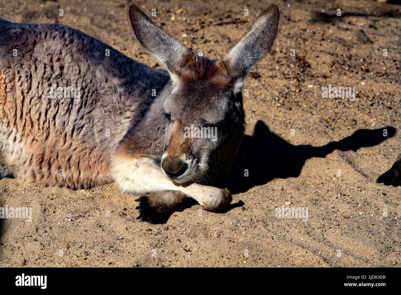 Känguru bei Sonnenschein entspannen Stockfoto