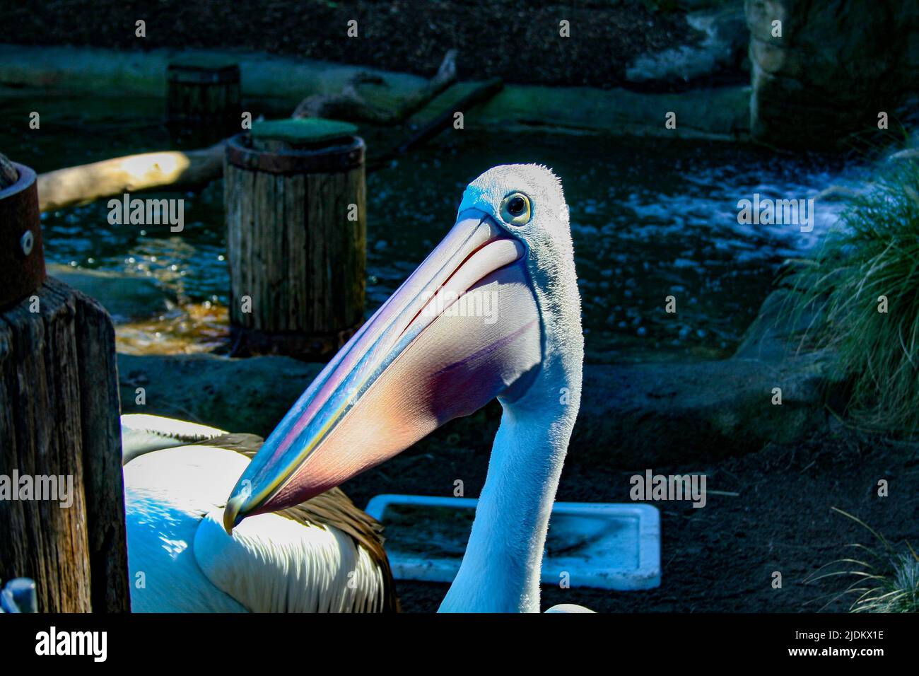 Pelican schaut nach links Stockfoto