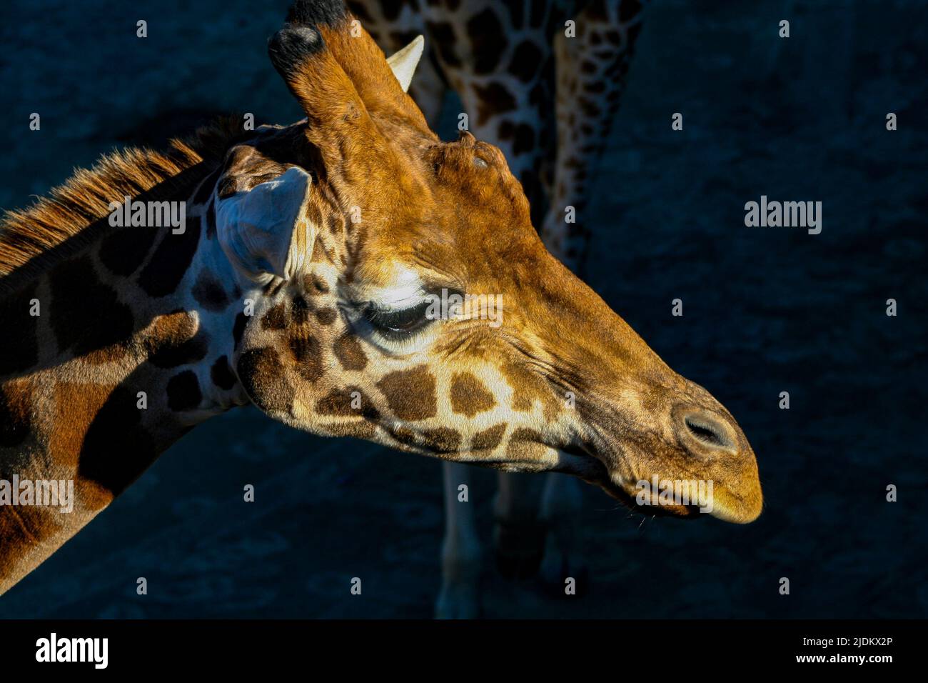 Giraffe schaut direkt im Schatten Stockfoto